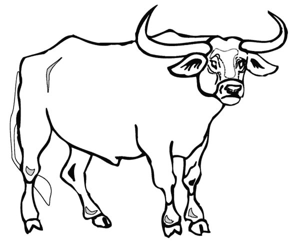 Буйвол раскраска