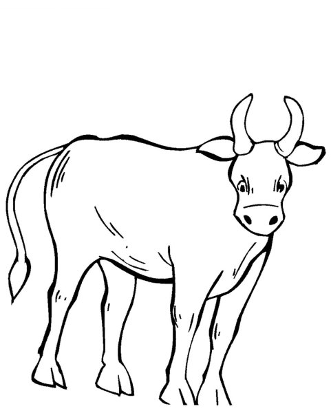 Бык контур