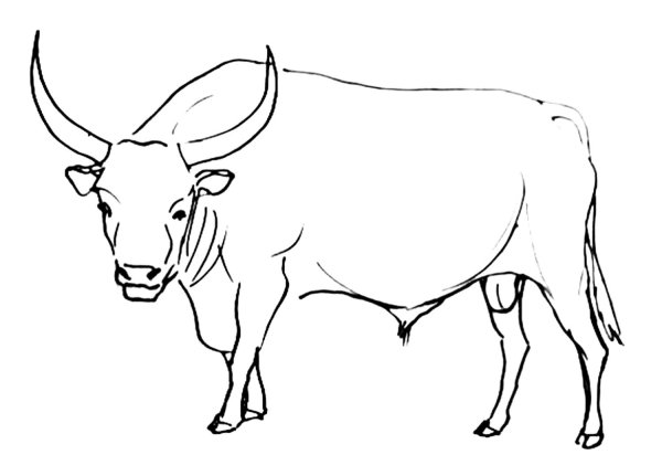 Бык цветными карандашами