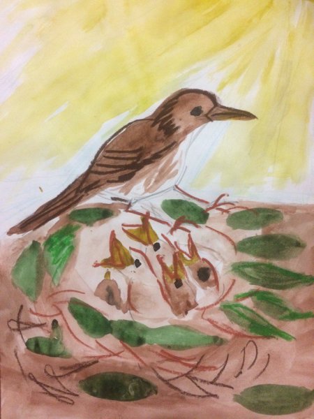 Гнездящиеся птицы Башкирии рисунки