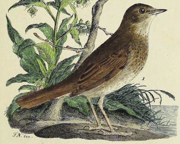 Соловей иллюстрация