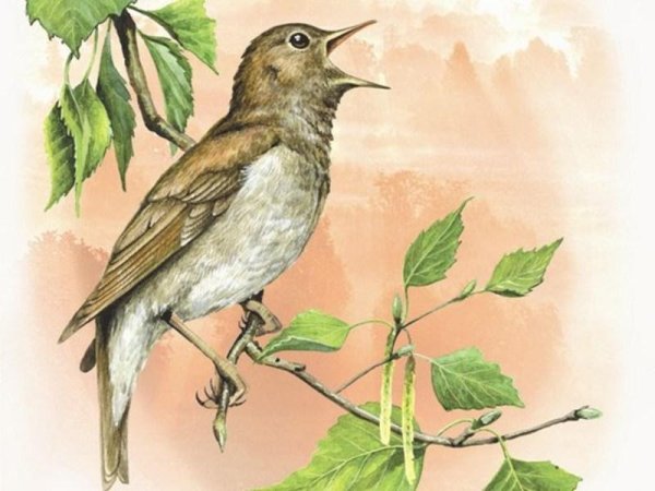 Соловей Соловушка