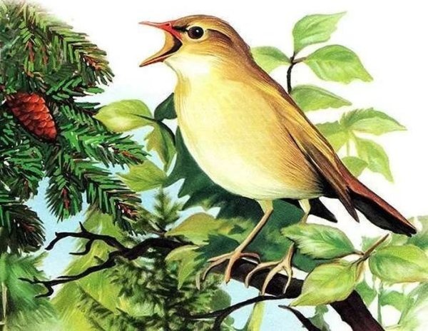 Соловей мультяшный