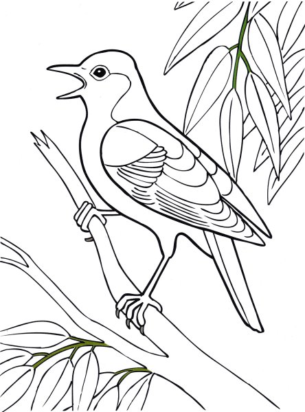 Перелетные птицы раскраска для детей