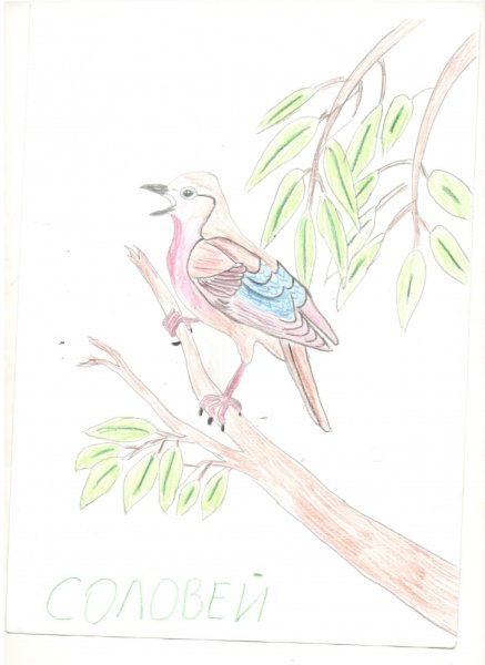 Соловей рисунок карандашом легко