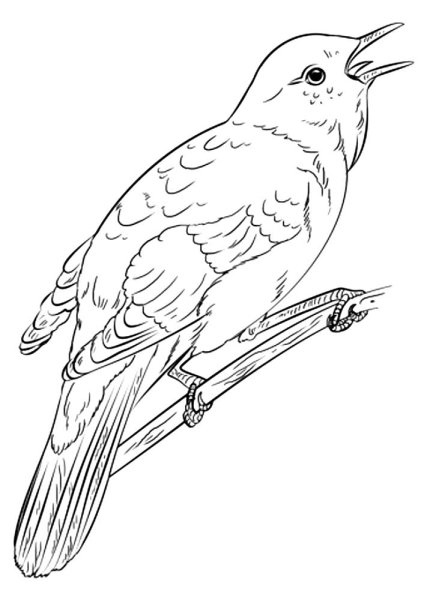 Соловей раскраска для детей