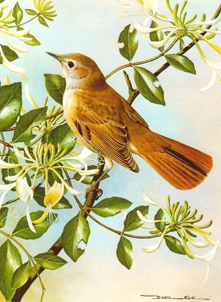 Художник Базиль Эде