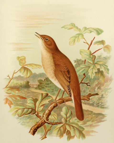 Соловей рисунок