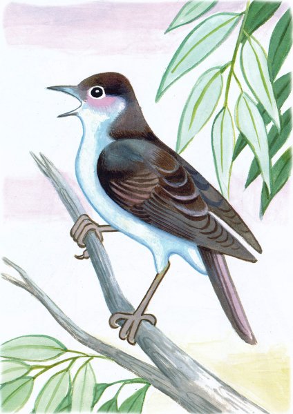 Нарисовать соловья