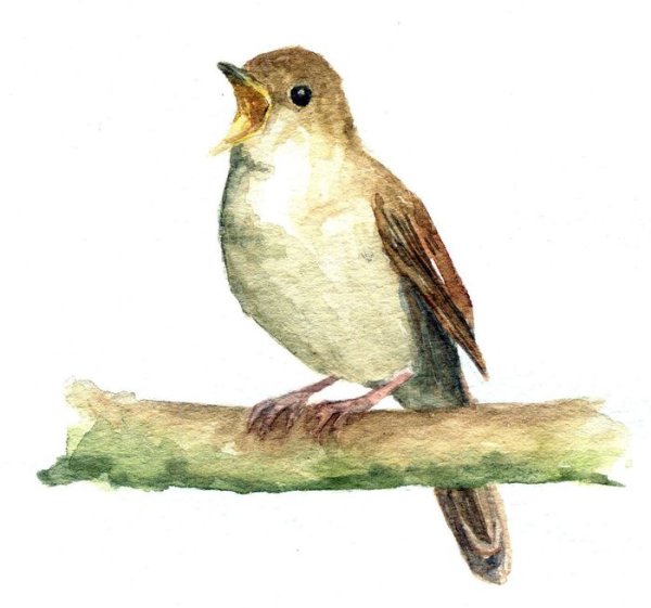 Соловей для детей