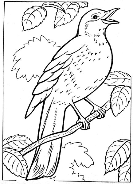 Скворец раскраска для детей