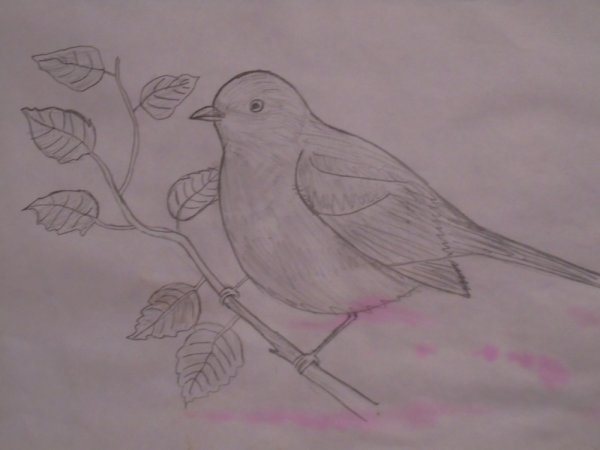 Соловей карандашом легко