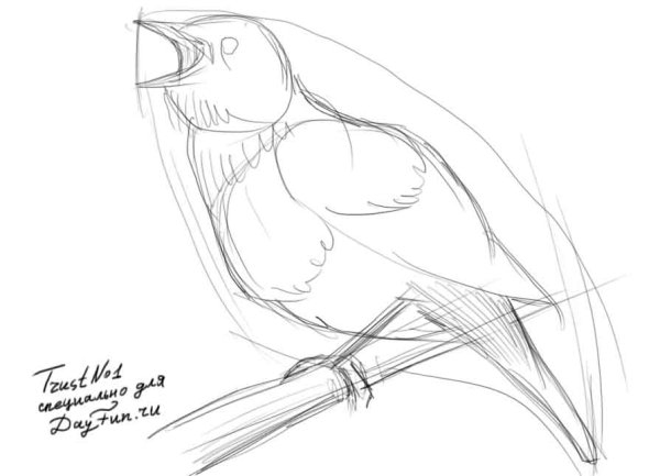 Нарисовать соловья карандашом