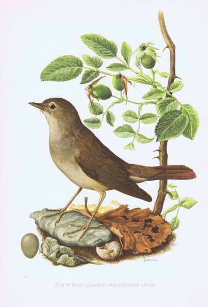 Обыкновенный Соловей