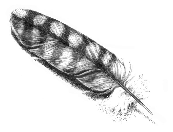 Перо иллюстрация