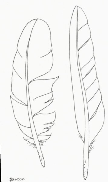 Перо для раскрашивания