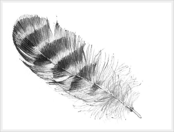 Перо птицы карандашом