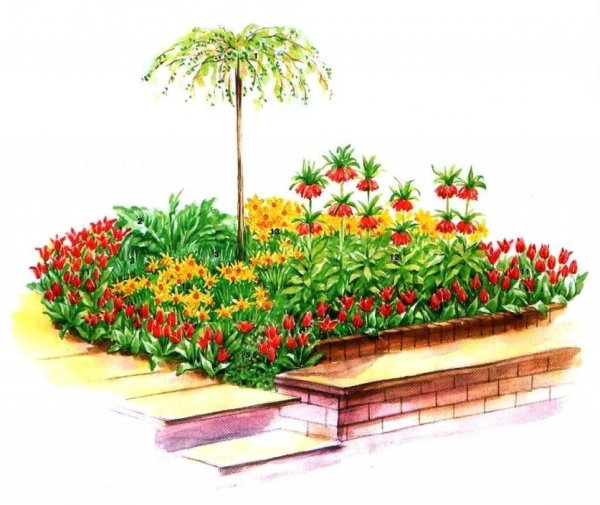 Эскиз клумбы