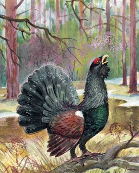 Тетерев Лесной