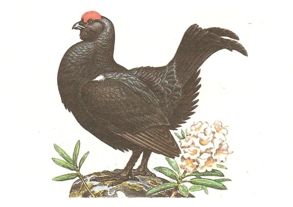 Нарисовать тетерева косача