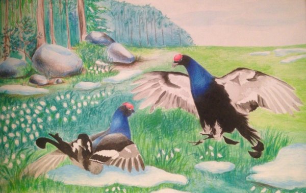 Кавказский тетерев рису