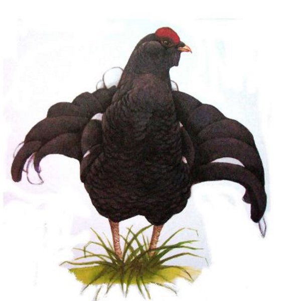 Тетерев мультяшный