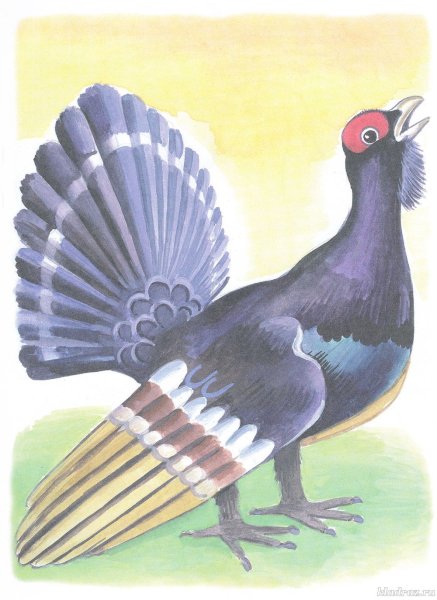 Глухарь для детей