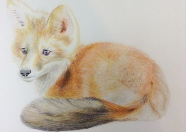 Рисование лисы