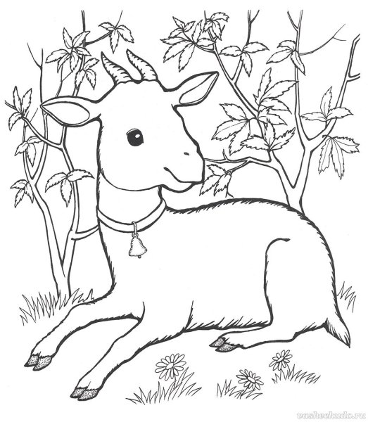 Козленок рисунок для детей