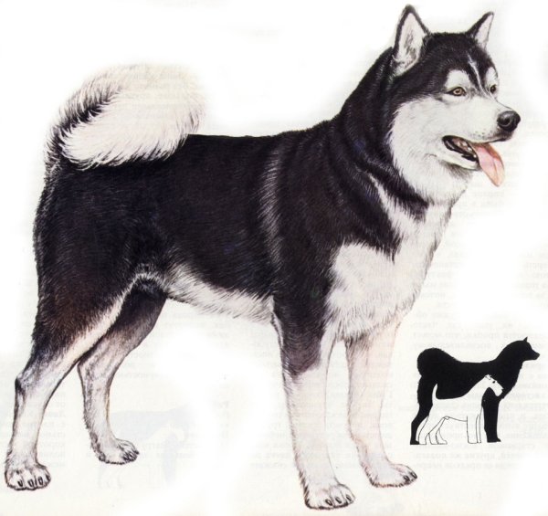 Лайка маламут с лайкой