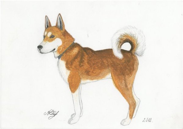 Лайка рисунок