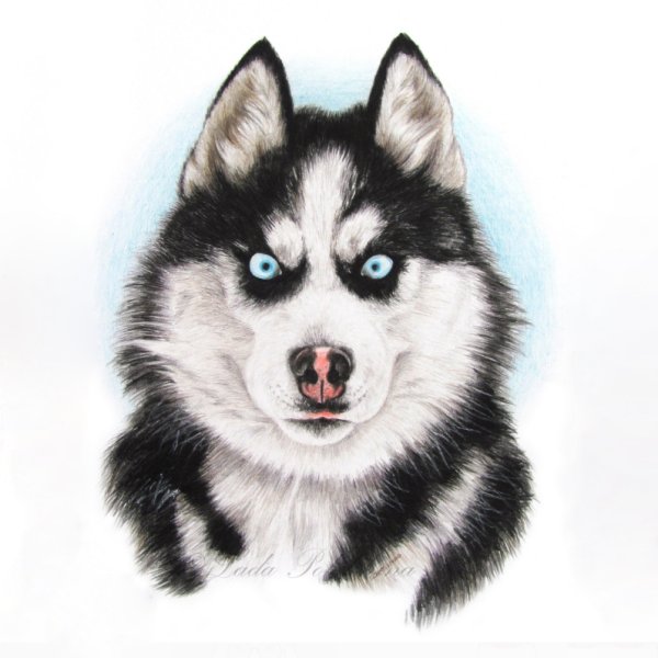 Хаски мультяшные