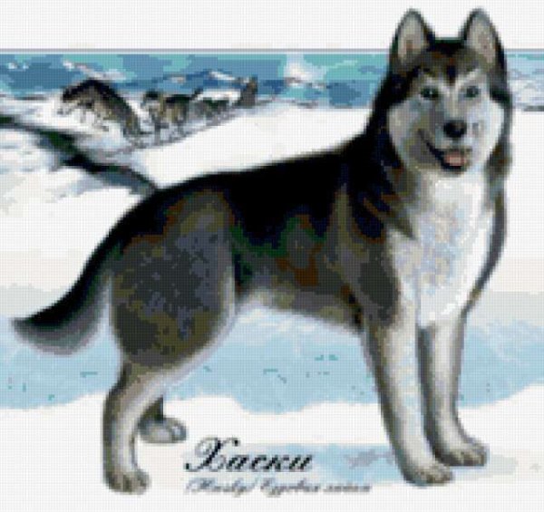 Дети в лайке