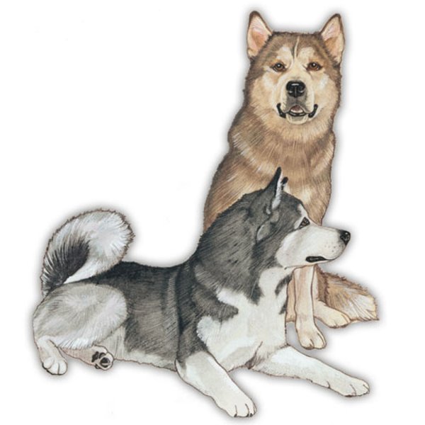 Дети в лайке