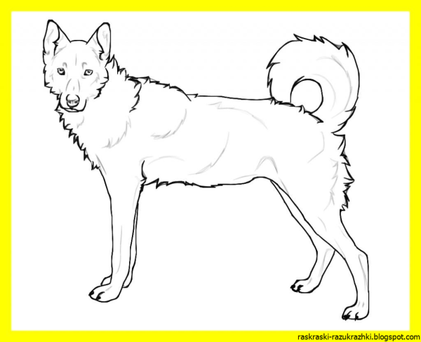 Акита ину лайны