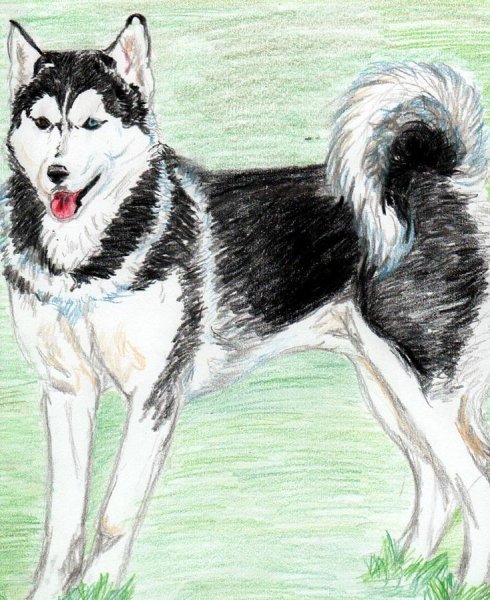 Рисование собаки хаски