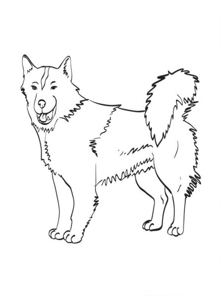 Раскраска собака лайка