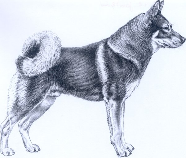 Собака лайка рисунок