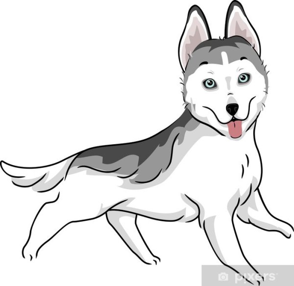 Рисунок собаки хаски для детей