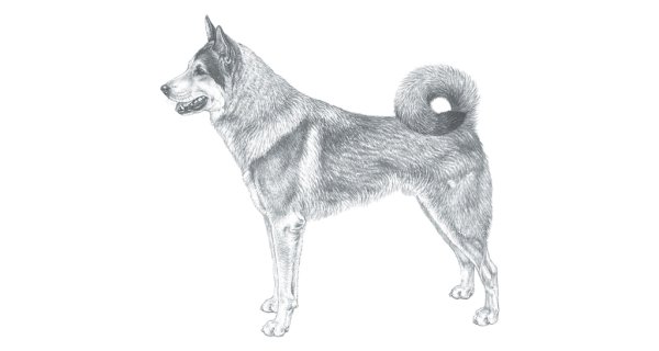 Западно Сибирская лайка рисунок