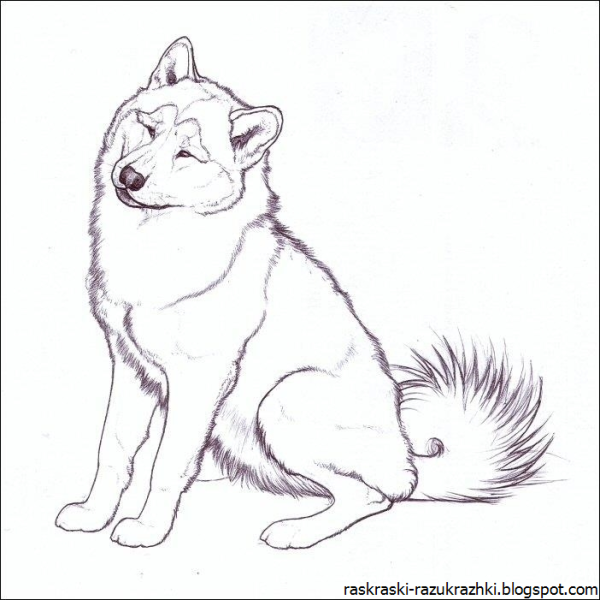 Раскраска собака хаски