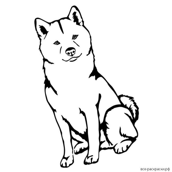 Карело-финская лайка рисунок