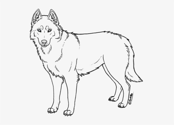 Аляскинский маламут рисунок