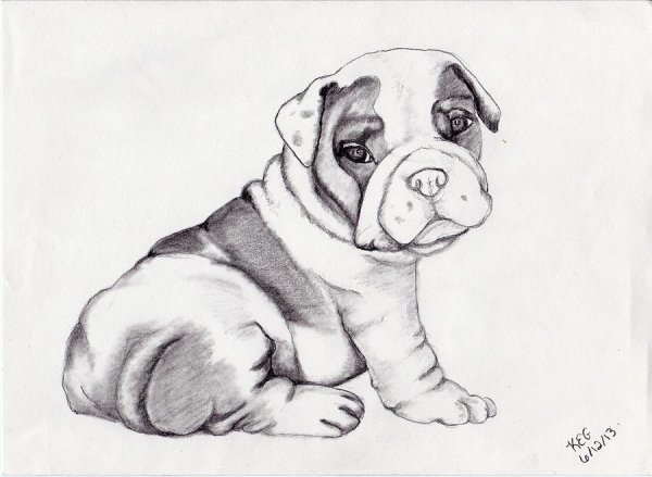 Бульдог для срисовки