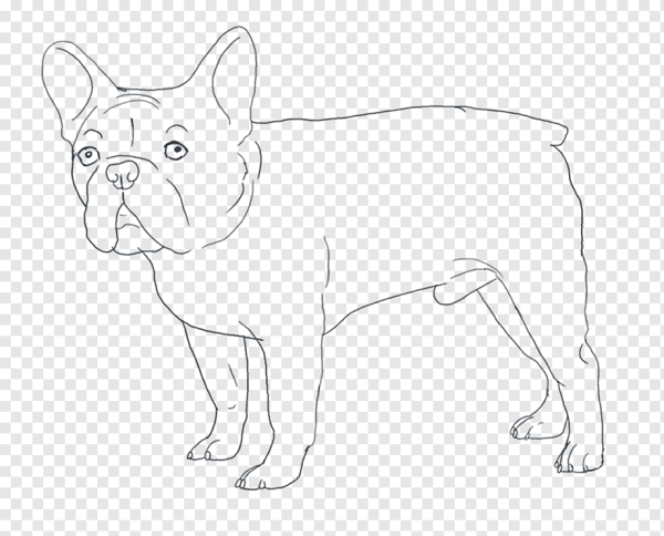 Французский бульдог рисунок карандашом