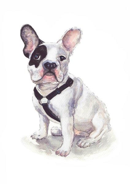 Фрея французский бульдог