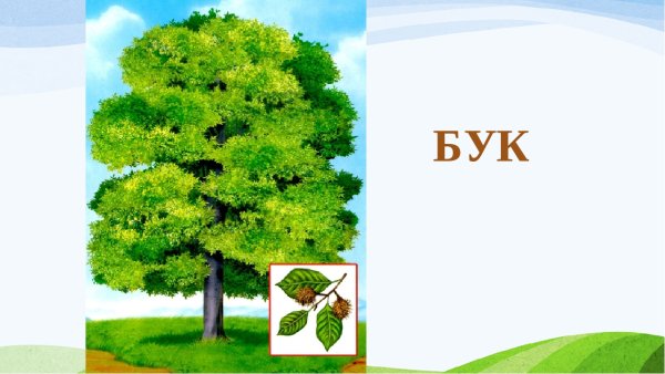 Карточки деревья