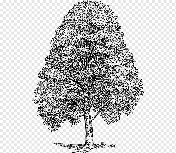 Липа силуэт дерева