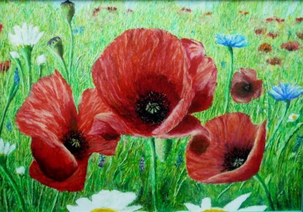 Рисунки маков