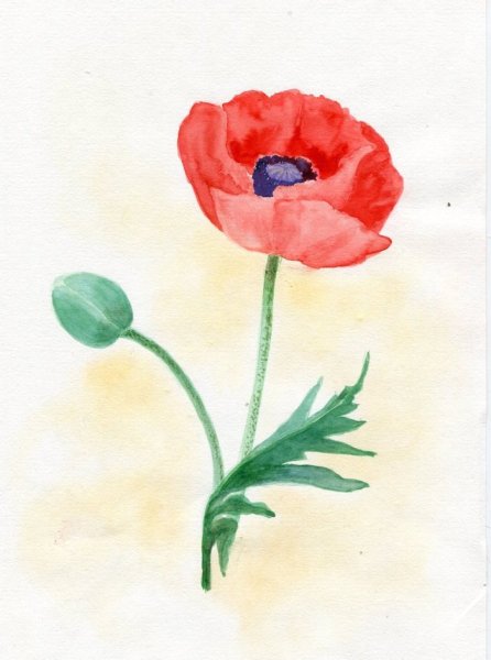 Рисование на тему цветы